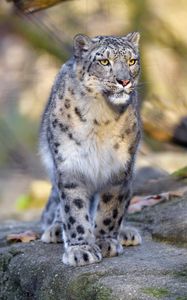 Preview wallpaper snow leopard, animal, predator, big cat, gray, wildlife