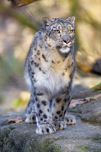 Preview wallpaper snow leopard, animal, predator, big cat, gray, wildlife