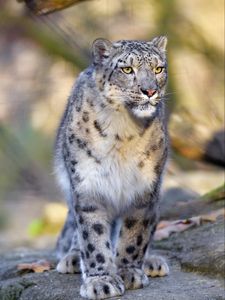 Preview wallpaper snow leopard, animal, predator, big cat, gray, wildlife