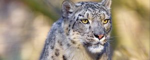 Preview wallpaper snow leopard, animal, predator, big cat, gray, wildlife