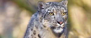 Preview wallpaper snow leopard, animal, predator, big cat, gray, wildlife