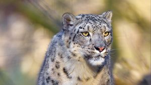 Preview wallpaper snow leopard, animal, predator, big cat, gray, wildlife