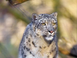 Preview wallpaper snow leopard, animal, predator, big cat, gray, wildlife