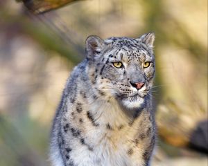 Preview wallpaper snow leopard, animal, predator, big cat, gray, wildlife