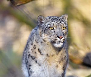 Preview wallpaper snow leopard, animal, predator, big cat, gray, wildlife