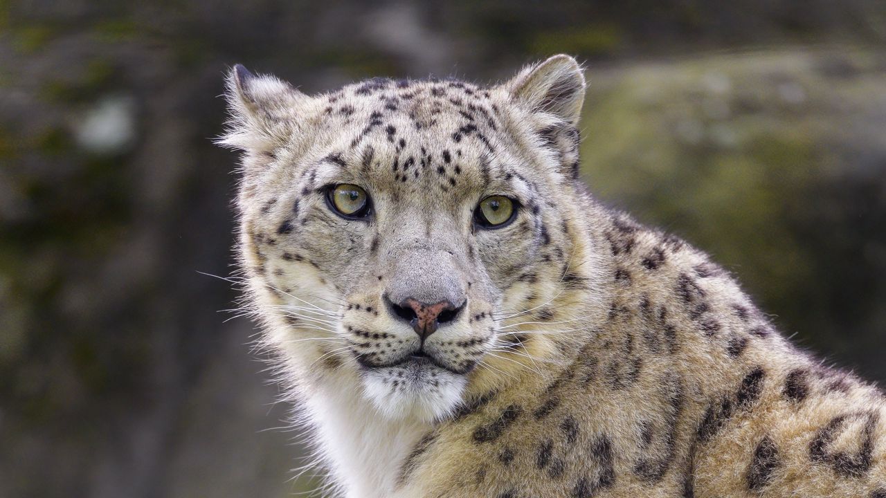 Wallpaper snow leopard, animal, predator, big cat, white, wild