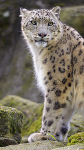 Preview wallpaper snow leopard, animal, predator, big cat, white, wild