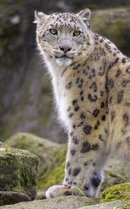 Preview wallpaper snow leopard, animal, predator, big cat, white, wild