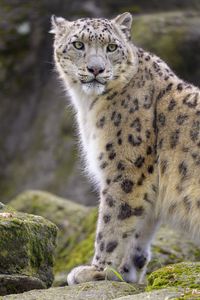 Preview wallpaper snow leopard, animal, predator, big cat, white, wild