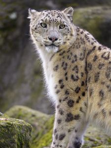 Preview wallpaper snow leopard, animal, predator, big cat, white, wild