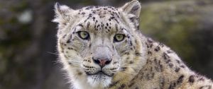 Preview wallpaper snow leopard, animal, predator, big cat, white, wild