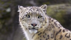 Preview wallpaper snow leopard, animal, predator, big cat, white, wild