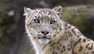 Preview wallpaper snow leopard, animal, predator, big cat, white, wild