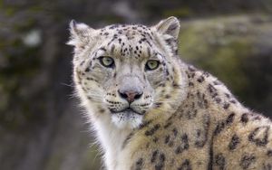 Preview wallpaper snow leopard, animal, predator, big cat, white, wild