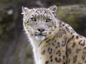 Preview wallpaper snow leopard, animal, predator, big cat, white, wild