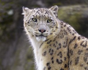 Preview wallpaper snow leopard, animal, predator, big cat, white, wild