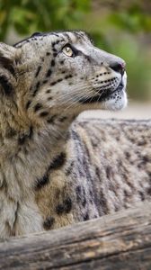 Preview wallpaper snow leopard, animal, predator, glance