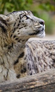 Preview wallpaper snow leopard, animal, predator, glance