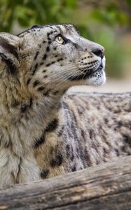 Preview wallpaper snow leopard, animal, predator, glance