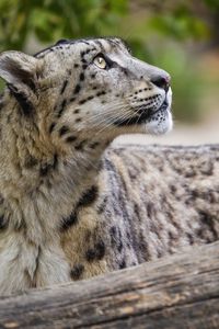 Preview wallpaper snow leopard, animal, predator, glance