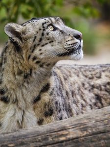 Preview wallpaper snow leopard, animal, predator, glance