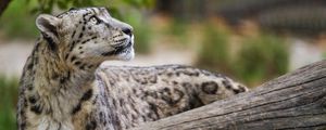 Preview wallpaper snow leopard, animal, predator, glance