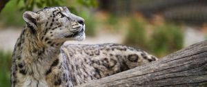 Preview wallpaper snow leopard, animal, predator, glance