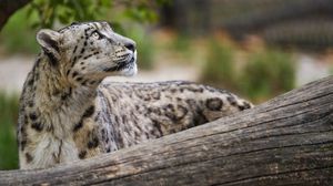 Preview wallpaper snow leopard, animal, predator, glance