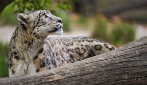 Preview wallpaper snow leopard, animal, predator, glance