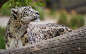 Preview wallpaper snow leopard, animal, predator, glance