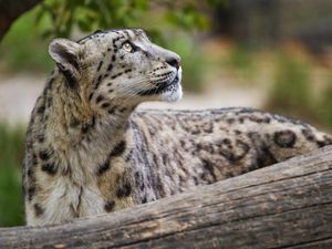 Preview wallpaper snow leopard, animal, predator, glance