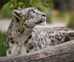 Preview wallpaper snow leopard, animal, predator, glance