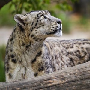 Preview wallpaper snow leopard, animal, predator, glance