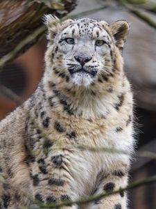 Preview wallpaper snow leopard, animal, predator, white, big cat