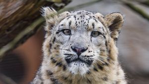 Preview wallpaper snow leopard, animal, predator, white, big cat