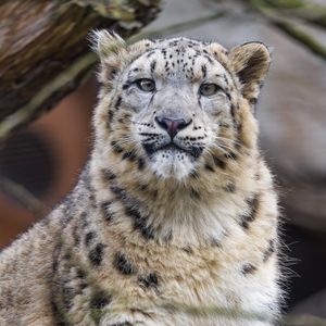 Preview wallpaper snow leopard, animal, predator, white, big cat