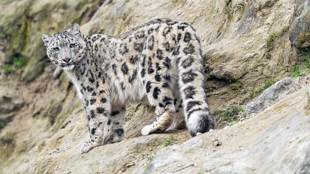 Wallpaper snow leopard, animal, predator, big cat, slope