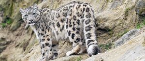 Preview wallpaper snow leopard, animal, predator, big cat, slope