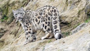 Preview wallpaper snow leopard, animal, predator, big cat, slope