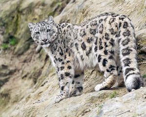 Preview wallpaper snow leopard, animal, predator, big cat, slope