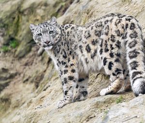Preview wallpaper snow leopard, animal, predator, big cat, slope