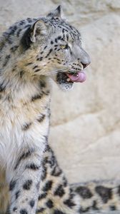 Preview wallpaper snow leopard, animal, protruding tongue, big cat, wild