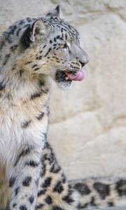 Preview wallpaper snow leopard, animal, protruding tongue, big cat, wild