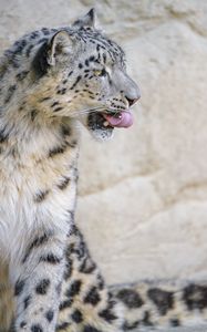 Preview wallpaper snow leopard, animal, protruding tongue, big cat, wild