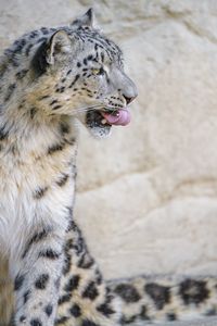 Preview wallpaper snow leopard, animal, protruding tongue, big cat, wild