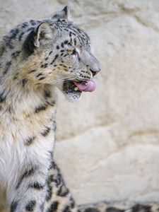 Preview wallpaper snow leopard, animal, protruding tongue, big cat, wild