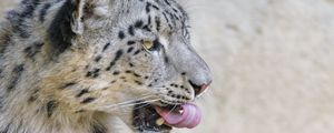 Preview wallpaper snow leopard, animal, protruding tongue, big cat, wild