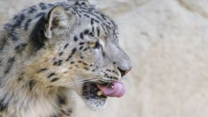 Preview wallpaper snow leopard, animal, protruding tongue, big cat, wild