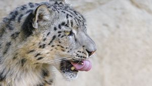 Preview wallpaper snow leopard, animal, protruding tongue, big cat, wild
