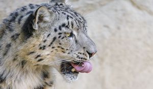 Preview wallpaper snow leopard, animal, protruding tongue, big cat, wild